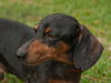 Diego the Dachshund
