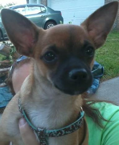 Levi the Chihuahua