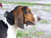 Flash the Bassett Hound