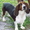Flash the Bassett Hound