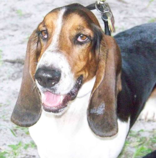 Flash the Bassett Hound