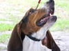 Flash the Bassett Hound