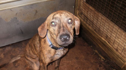 Fletch the Plott Hound Mix