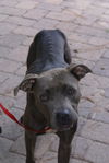 Lila the Silver Beauty