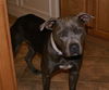 Lila the Silver Beauty