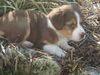 Cato the Aussie Puppy