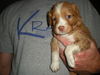 Brenda Lee the Golden Puppy