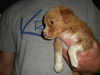 Brenda Lee the Golden Puppy