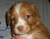 Brenda Lee the Golden Puppy