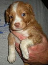 Brenda Lee the Golden Puppy