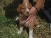 Brenda Lee the Golden Puppy