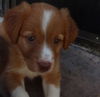 Brenda Lee the Golden Puppy