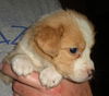 Sara Lee the Golden Puppy