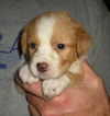 Sara Lee the Golden Puppy