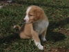 Sara Lee the Golden Puppy