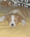 Sara Lee the Golden Puppy
