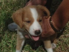 Sara Lee the Golden Puppy