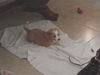 Claire the Golden Puppy