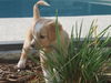 Claire the Golden Puppy
