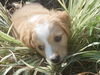 Claire the Golden Puppy