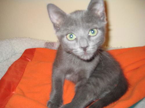 Finnegan the Kitten