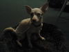 Rocking Horse the Chihuahua
