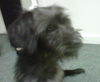 Mariash the Schnauzer