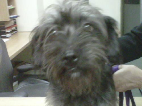 Mariash the Schnauzer