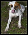 CB the Lab Mix