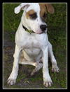 CB the Lab Mix