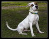 CB the Lab Mix