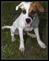 CB the Lab Mix
