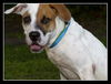 CB the Lab Mix