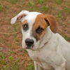 CB the Lab Mix