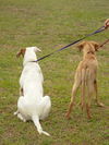 CB the Lab Mix