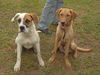 CB the Lab Mix