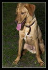 Handle the Lab Mix