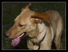Handle the Lab Mix