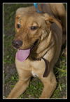 Handle the Lab Mix