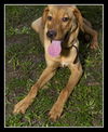 Handle the Lab Mix