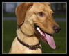 Handle the Lab Mix
