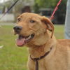 Handle the Lab Mix