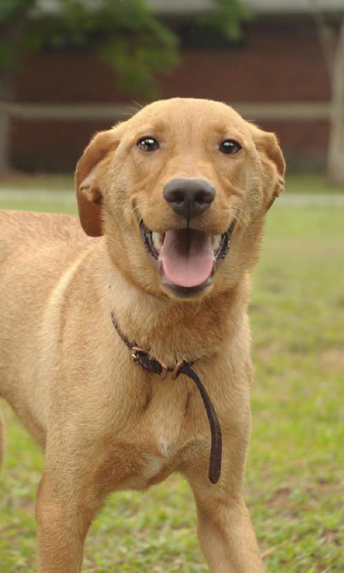 Handle the Lab Mix