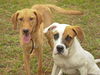 Handle the Lab Mix