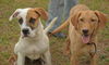 Handle the Lab Mix