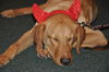 Handle the Lab Mix