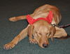 Handle the Lab Mix