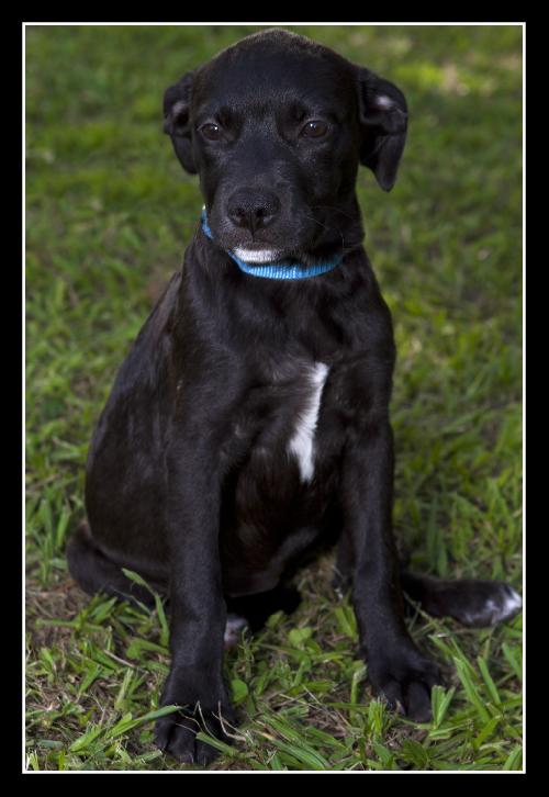 Alice the Black Lab Puppy