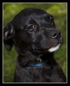 Alice the Black Lab Puppy