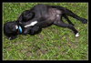 Alice the Black Lab Puppy